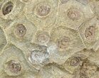 Fossil Coral (Actinocyathus) Head - Morocco #44862-1